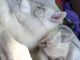 Siamese Cats for sale in Pasadena, CA, USA. price: NA