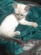 Siamese Cats for sale in Oak Grove, MO, USA. price: NA