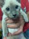 Siamese Cats for sale in Hershey, PA, USA. price: $875