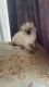 Siamese Cats for sale in San Diego, CA, USA. price: $350