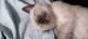 Siamese Cats for sale in Monterey, CA, USA. price: $700