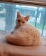 Siamese Cats for sale in Lincoln, NE, USA. price: NA