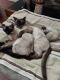 Siamese Cats for sale in Alta Loma, CA 91737, USA. price: NA