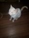 Siamese Cats for sale in Alton, IL 62002, USA. price: $150