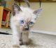 Siamese Cats for sale in Citrus Heights, CA, USA. price: NA
