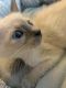 Siamese Cats for sale in Camp Hill, PA 17011, USA. price: $700