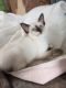 Siamese Cats for sale in Indianapolis, IN, USA. price: $400