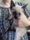 Siamese Cats for sale in Binghamton, NY, USA. price: NA
