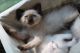 Siamese Cats for sale in Hamlin, NY, USA. price: $300
