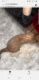 Siamese Cats for sale in Glendale, CA, USA. price: $200