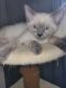 Siamese Cats for sale in Centerville, IN 47330, USA. price: $400
