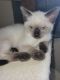 Siamese Cats for sale in Centerville, IN 47330, USA. price: $500