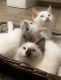 Siamese Cats for sale in Rockford, IL 61109, USA. price: $500