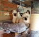 Siamese Cats for sale in Orleans County, VT, USA. price: $450