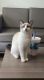 Siamese Cats for sale in Cape Girardeau, MO, USA. price: NA