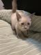 Siamese Cats for sale in Gore Springs, MS 38929, USA. price: NA