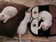 Siamese Cats for sale in East Wenatchee, WA 98802, USA. price: $200