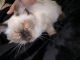 Siamese Cats for sale in Deltona, FL, USA. price: NA