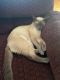 Siamese Cats for sale in Lowell, MA 01851, USA. price: $700