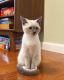 Siamese Cats for sale in 1908 Mill Creek Rd, Jacksonville, FL 32211, USA. price: NA