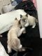 Siamese Cats for sale in Federal Way, WA 98003, USA. price: $900