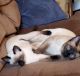 Siamese Cats for sale in Orleans County, VT, USA. price: NA