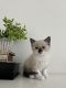 Siamese Cats for sale in North Highlands, CA, USA. price: $600