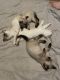 Siamese Cats for sale in Sacramento, CA, USA. price: $200