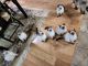 Siamese Cats for sale in Edwardsburg, MI 49112, USA. price: $400