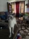 Siamese Cats for sale in Navasota, TX 77868, USA. price: NA