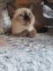 Siamese Cats for sale in Ossian, IN 46777, USA. price: NA