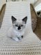 Siamese Cats for sale in North Highlands, CA, USA. price: $500