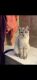 Siamese Cats for sale in Dallas, TX, USA. price: NA