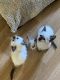 Siamese Cats for sale in Harvey, ND 58341, USA. price: NA