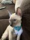 Siamese Cats for sale in Fallbrook, CA 92028, USA. price: $550