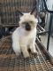 Siamese Cats for sale in Almont, MI 48003, USA. price: NA