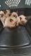 Siamese Cats for sale in Baltimore, MD 21212, USA. price: $900
