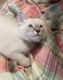 Siamese Cats for sale in Bridgeport, CT, USA. price: $900