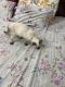 Siamese Cats for sale in Andrews Ganj, New Delhi, Delhi 110049, India. price: 45000 INR