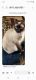 Siamese Cats for sale in Salem, OR, USA. price: $350