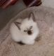 Siamese Cats for sale in Nashua, NH, USA. price: NA