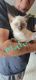 Siamese Cats for sale in Sidney, OH 45365, USA. price: NA