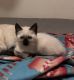Siamese Cats for sale in Olympia, WA, USA. price: $600