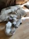 Siamese Cats for sale in Harvey, ND 58341, USA. price: $250