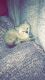 Siamese Cats for sale in Florence, KY, USA. price: NA