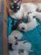 Siamese Cats for sale in Marysville, MI, USA. price: $450