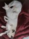 Siamese Cats for sale in East Wenatchee, WA 98802, USA. price: NA