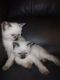 Siamese Cats for sale in Mt Holly Springs, PA 17065, USA. price: NA