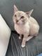 Siamese Cats for sale in Arlington, TX 76012, USA. price: NA