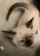 Siamese Cats for sale in Victorville, CA, USA. price: $650